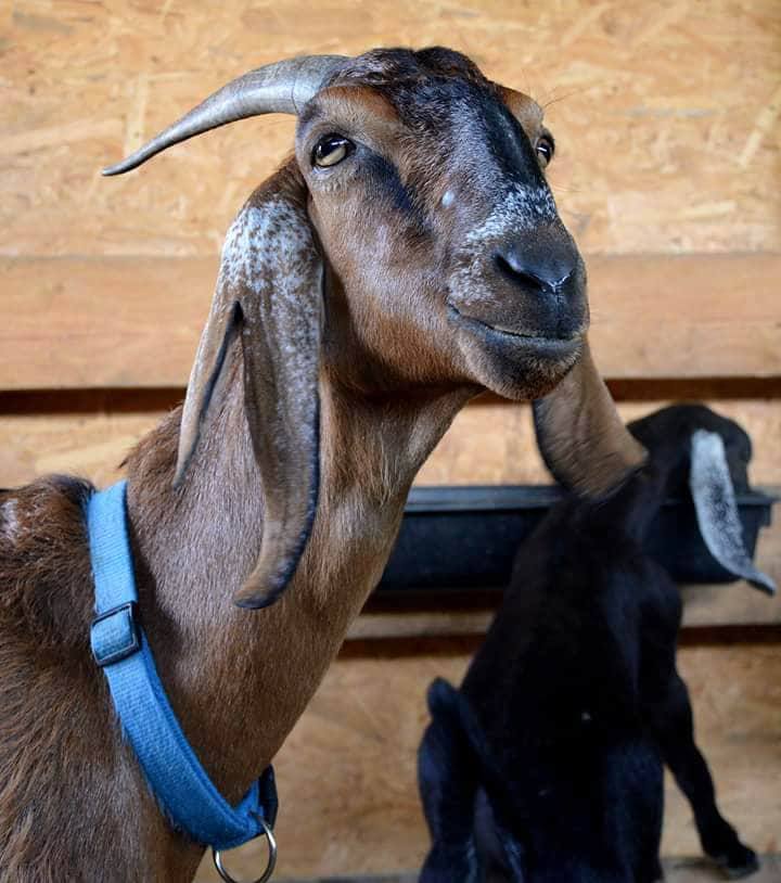 Kozia farma dar Brestovany: Anglonubijská koza