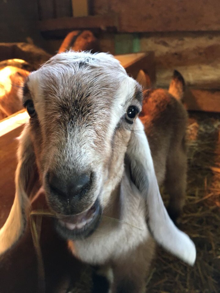 Kozia farma dar Brestovany: Anglonubijská koza
